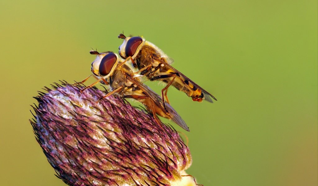 Обои макро, насекомое, цветок, насекомые, весна, ziva & amir, журчалки, macro, insect, flower, insects, spring, hoverflies разрешение 4403x2737 Загрузить