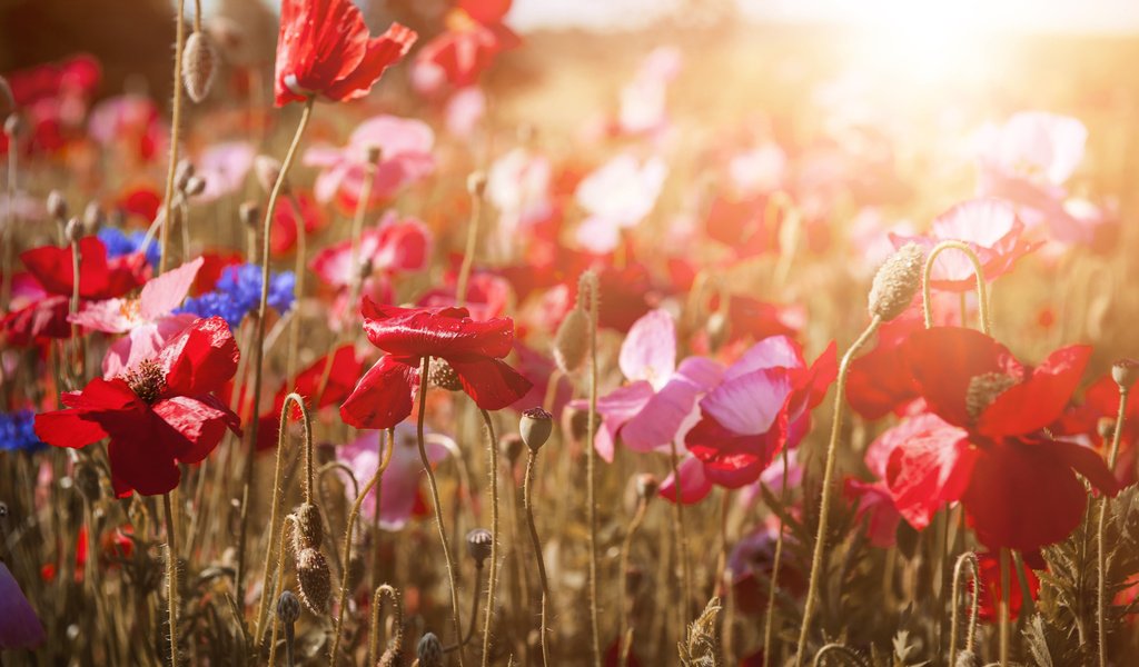 Обои цветы, природа, красные, маки, васильки, flowers, nature, red, maki, cornflowers разрешение 2048x1365 Загрузить