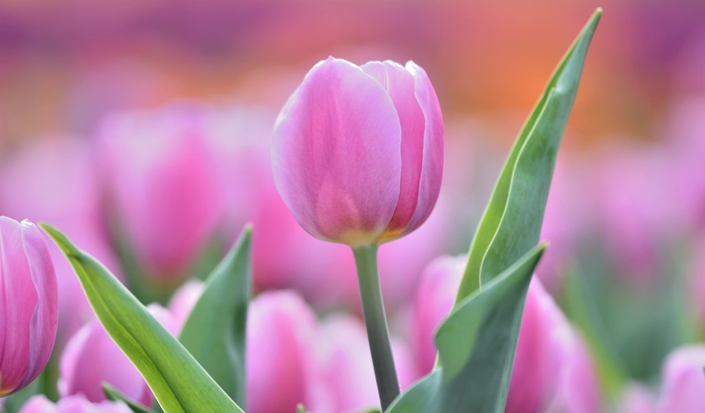 Обои цветы, бутон, розовый, нежность, тюльпан, flowers, bud, pink, tenderness, tulip разрешение 2048x1320 Загрузить