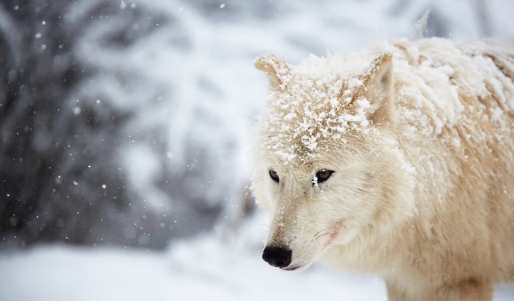 Обои снег, зима, белый, волк, арктический волк, snow, winter, white, wolf, arctic wolf разрешение 1920x1280 Загрузить