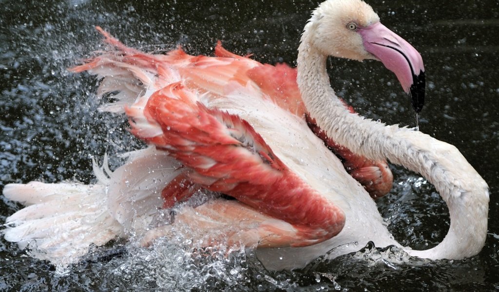 Обои вода, перья, капли, фламинго, цвет, брызги, птица, клюв, розовый, water, feathers, drops, flamingo, color, squirt, bird, beak, pink разрешение 1920x1080 Загрузить