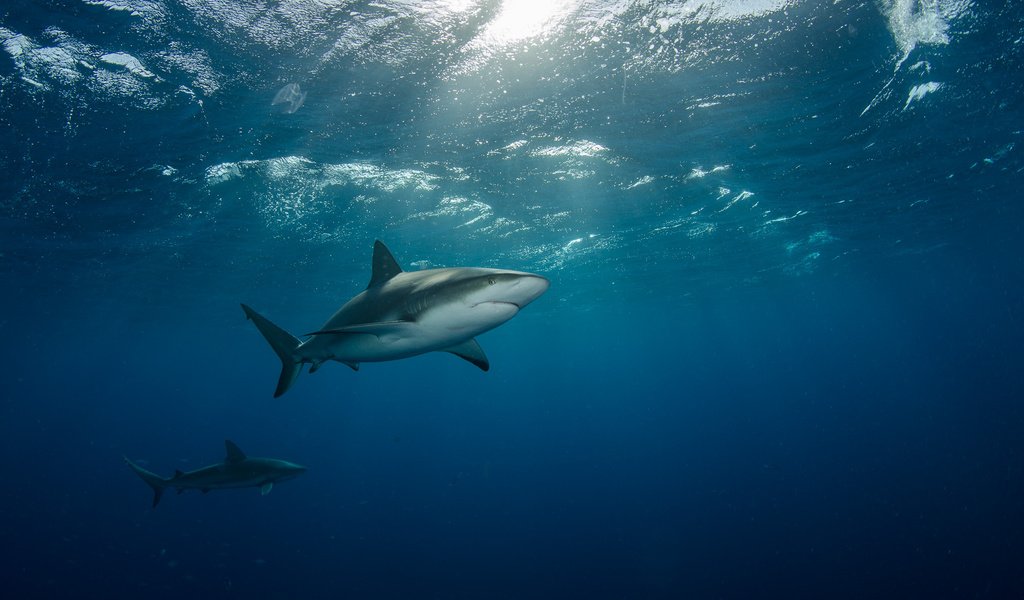 Обои море, под водой, лучи света, две, акулы, плывут, sea, under water, rays of light, two, sharks, float разрешение 2000x1325 Загрузить