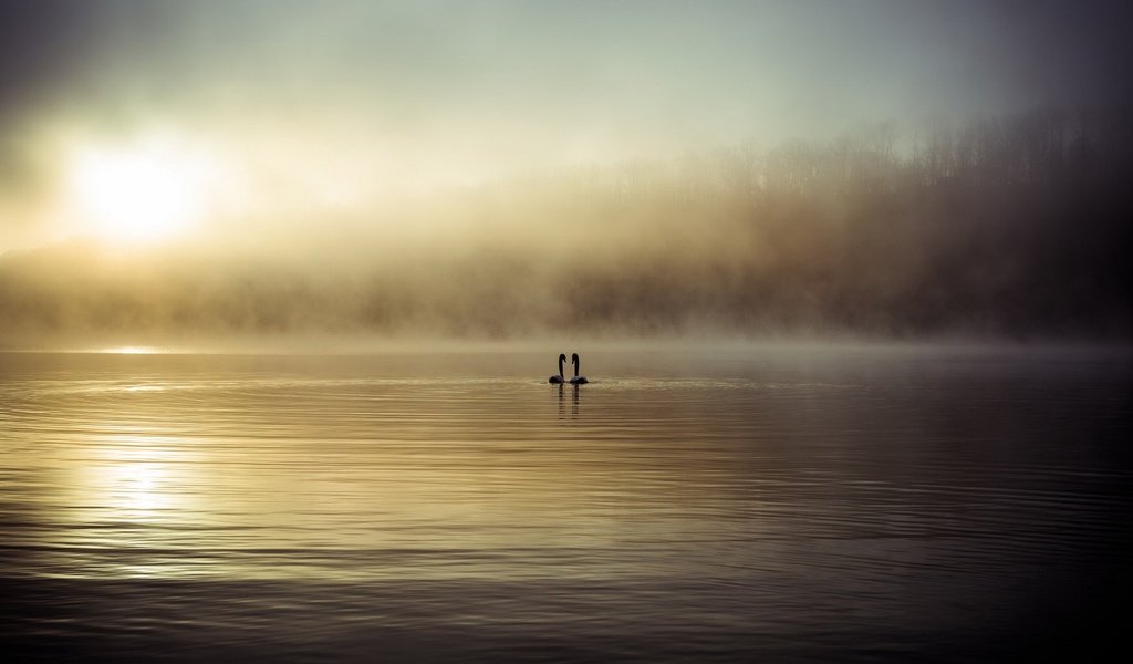 Обои озеро, туман, птицы, лебеди, lake, fog, birds, swans разрешение 1920x1080 Загрузить