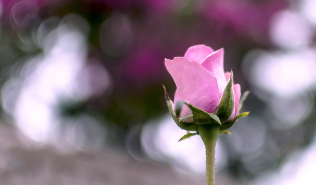 Обои макро, цветок, лето, роза, розовая, macro, flower, summer, rose, pink разрешение 2048x1301 Загрузить