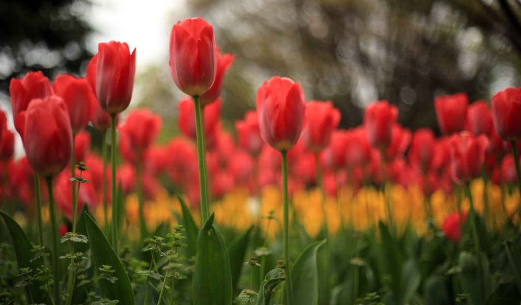 Обои цветы, природа, тюльпаны, flowers, nature, tulips разрешение 2560x1600 Загрузить