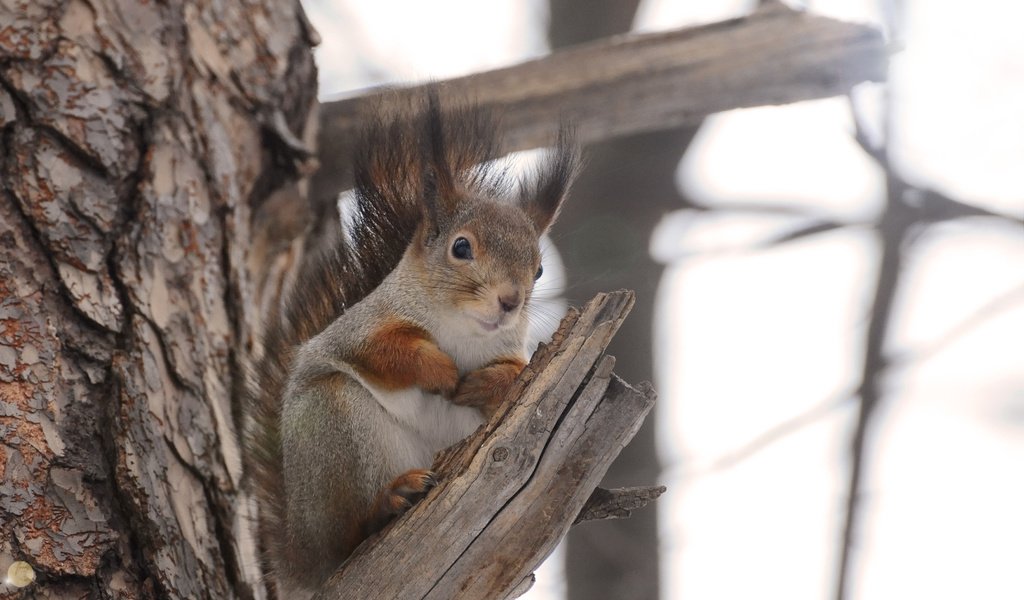 Обои дерево, животное, белка, белочка, грызун, anna verdina, tree, animal, protein, squirrel, rodent разрешение 3268x2296 Загрузить