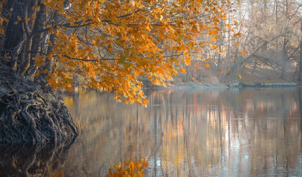 Обои деревья, река, листья, утро, туман, осень, trees, river, leaves, morning, fog, autumn разрешение 2048x1367 Загрузить