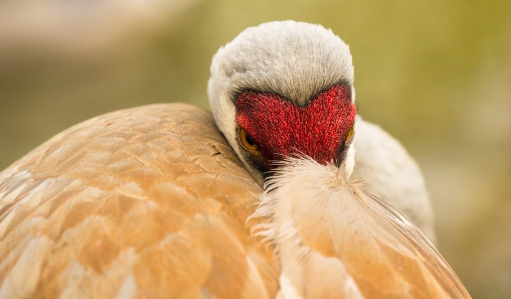 Обои природа, птица, клюв, перья, журавль, sandhill crane, nature, bird, beak, feathers, crane разрешение 2560x1707 Загрузить