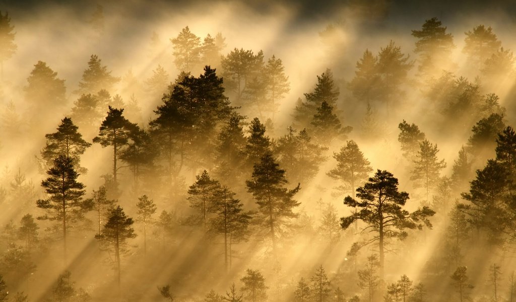 Обои свет, деревья, лес, лучи, утро, дымка, light, trees, forest, rays, morning, haze разрешение 2048x1365 Загрузить