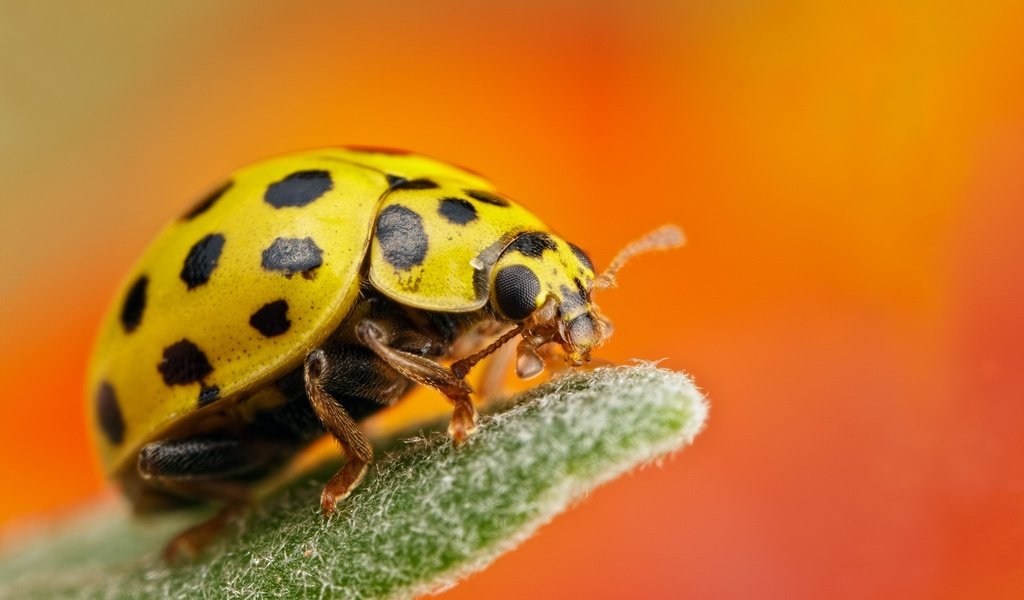 Обои макро, насекомое, фон, божья коровка, жёлтая, macro, insect, background, ladybug, yellow разрешение 2048x1365 Загрузить