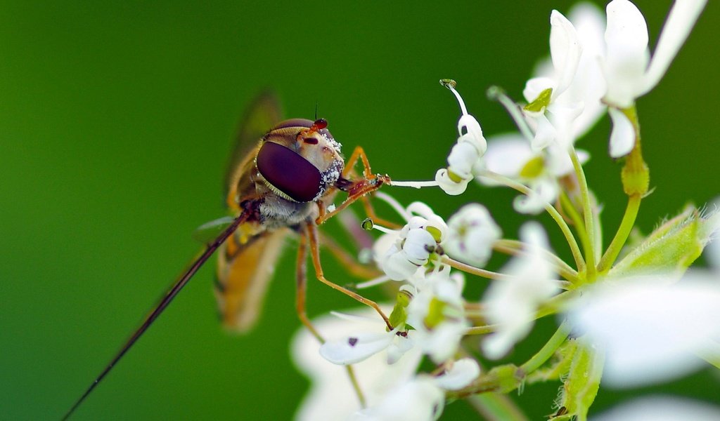 Обои макро, насекомое, цветок, белый, муха, журчалка, ziva & amir, macro, insect, flower, white, fly, gorzalka разрешение 1931x1287 Загрузить