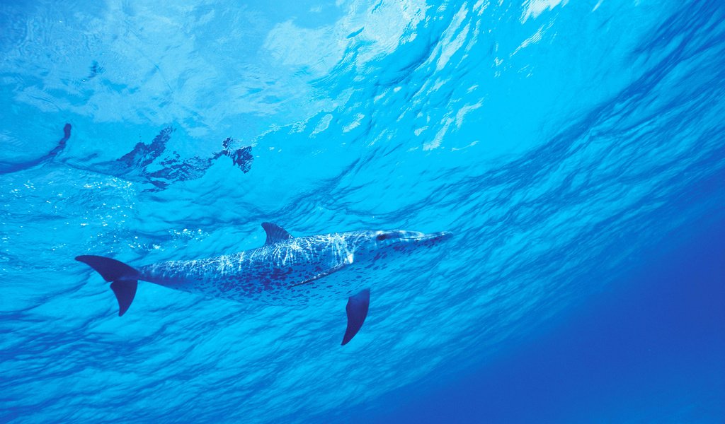 Обои вода, море, дельфин, подводный мир, water, sea, dolphin, underwater world разрешение 5110x3420 Загрузить