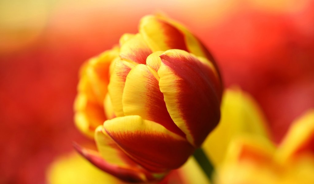 Обои природа, макро, лепестки, бутон, тюльпан, nature, macro, petals, bud, tulip разрешение 2048x1367 Загрузить