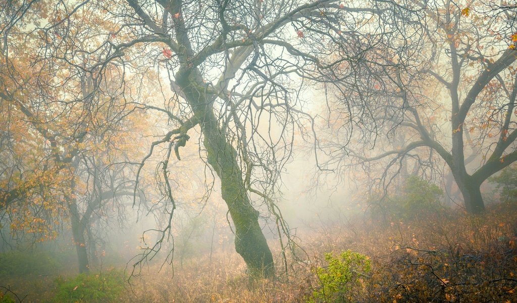 Обои деревья, лес, туман, склон, осень, trees, forest, fog, slope, autumn разрешение 2048x1470 Загрузить