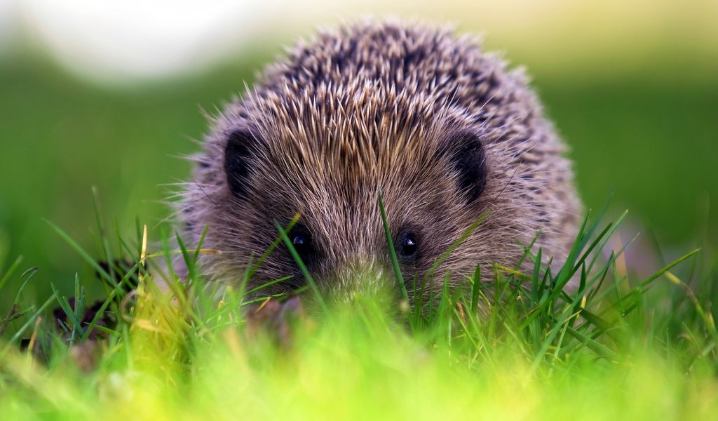 Обои трава, природа, фон, ежик, еж, grass, nature, background, hedgehog разрешение 2563x1658 Загрузить