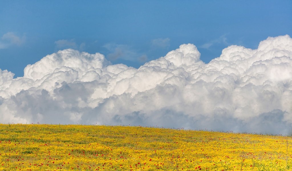 Обои небо, цветы, облака, поле, the sky, flowers, clouds, field разрешение 3000x2000 Загрузить