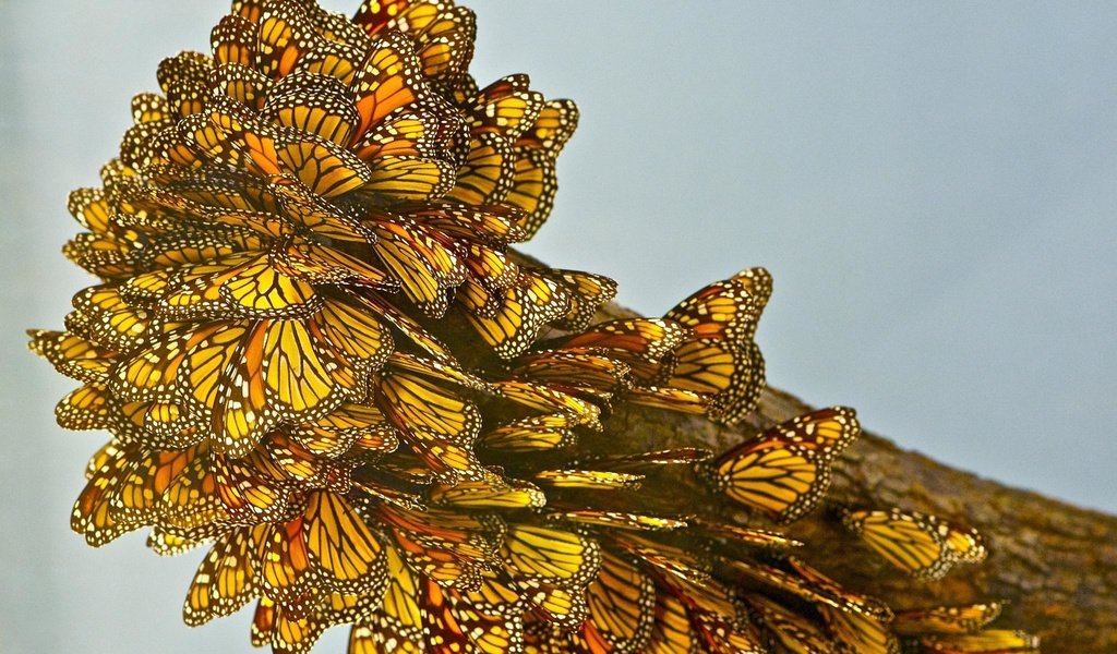 Обои крылья, насекомые, бабочки, желто-черные, монарх, wings, insects, butterfly, yellow-black, monarch разрешение 2048x1494 Загрузить