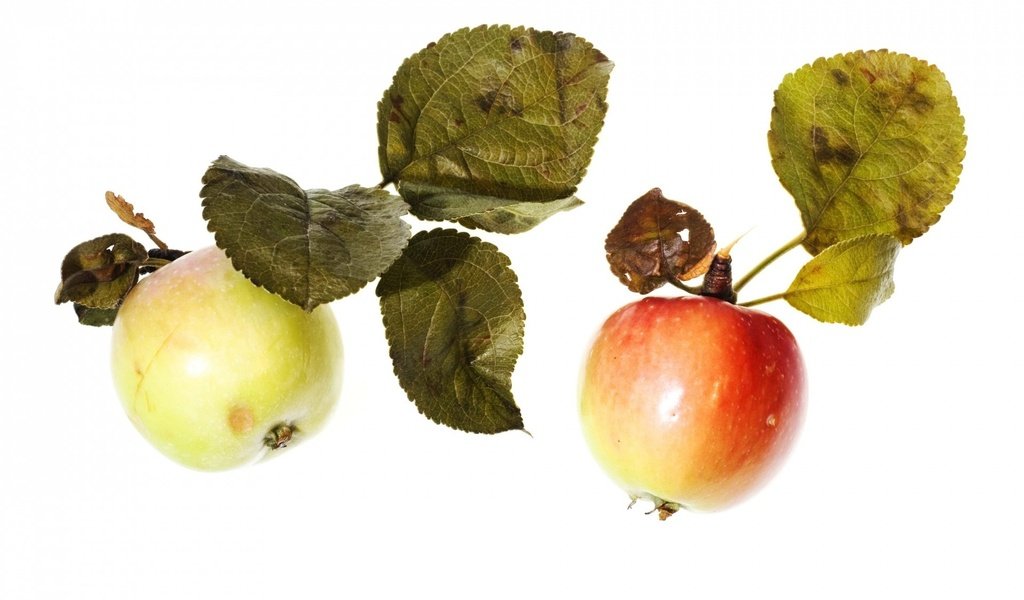 Обои фрукты, яблоки, белый фон, листики, спелые, fruit, apples, white background, leaves, ripe разрешение 1920x1280 Загрузить