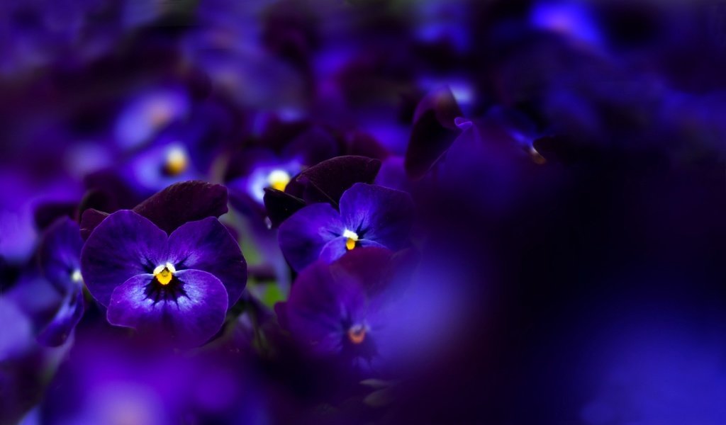 Обои цветы, макро, синие, анютины глазки, flowers, macro, blue, pansy разрешение 2560x1504 Загрузить