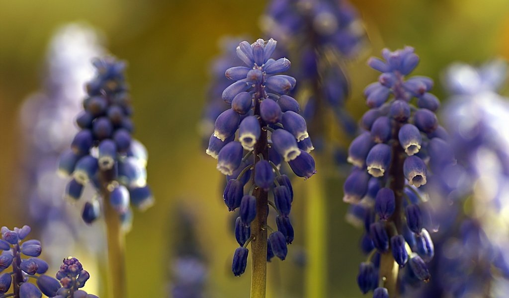 Обои цветы, макро, мускари, flowers, macro, muscari разрешение 2048x1363 Загрузить