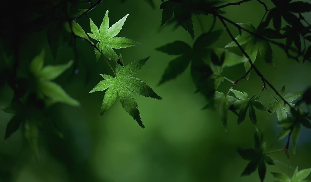 Обои листья, макро, ветки, листва, лето, зеленые, клен, leaves, macro, branches, foliage, summer, green, maple разрешение 2048x1365 Загрузить