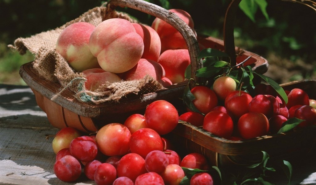 Обои фрукты, корзина, урожай, персики, сливы, fruit, basket, harvest, peaches, plum разрешение 1920x1362 Загрузить