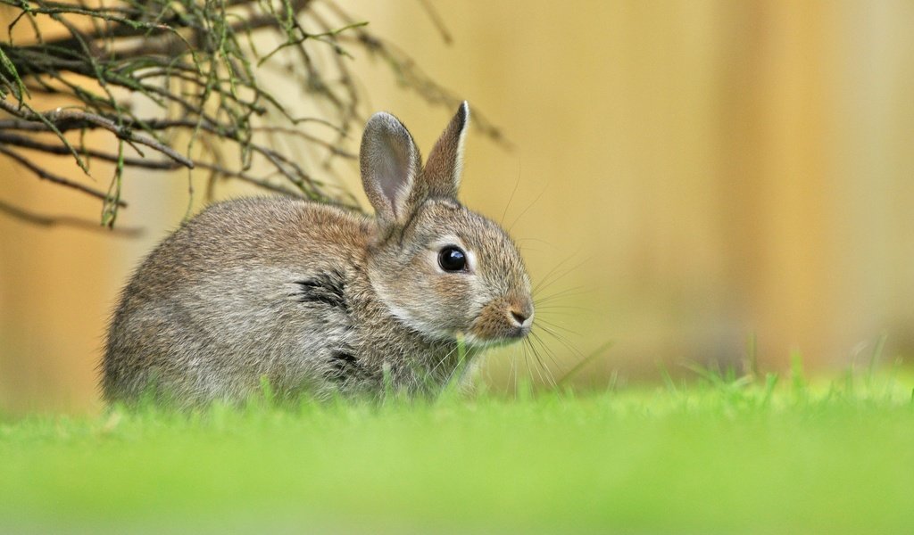 Обои трава, зелень, весна, малыш, заяц, зайчонок, grass, greens, spring, baby, hare разрешение 2048x1366 Загрузить