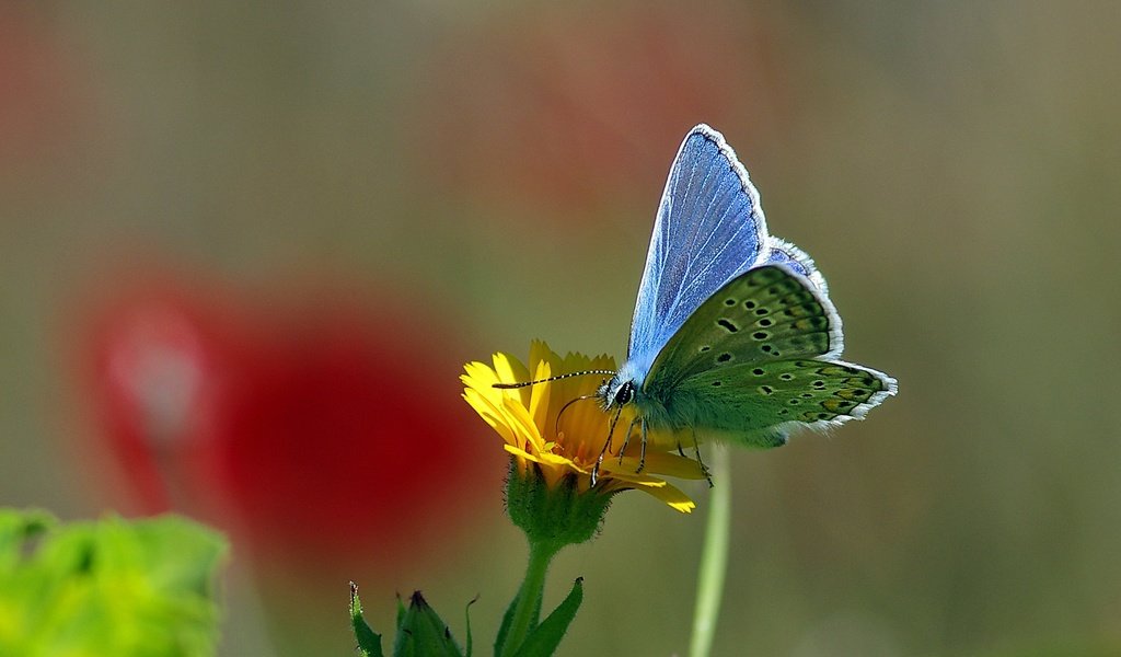 Обои желтый, макро, насекомое, цветок, бабочка, нектар, ziva & amir, yellow, macro, insect, flower, butterfly, nectar разрешение 2069x1503 Загрузить