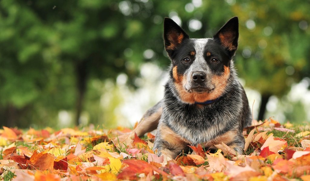 Обои листья, взгляд, осень, собака, австралийская пастушья, leaves, look, autumn, dog, australian cattle разрешение 2048x1365 Загрузить