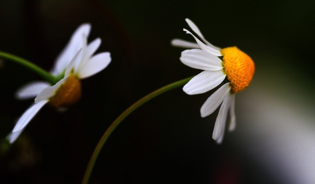 Обои цветы, фон, лепестки, ромашки, белые, темный, цветком, flowers, background, petals, chamomile, white, dark, flower разрешение 1992x1214 Загрузить