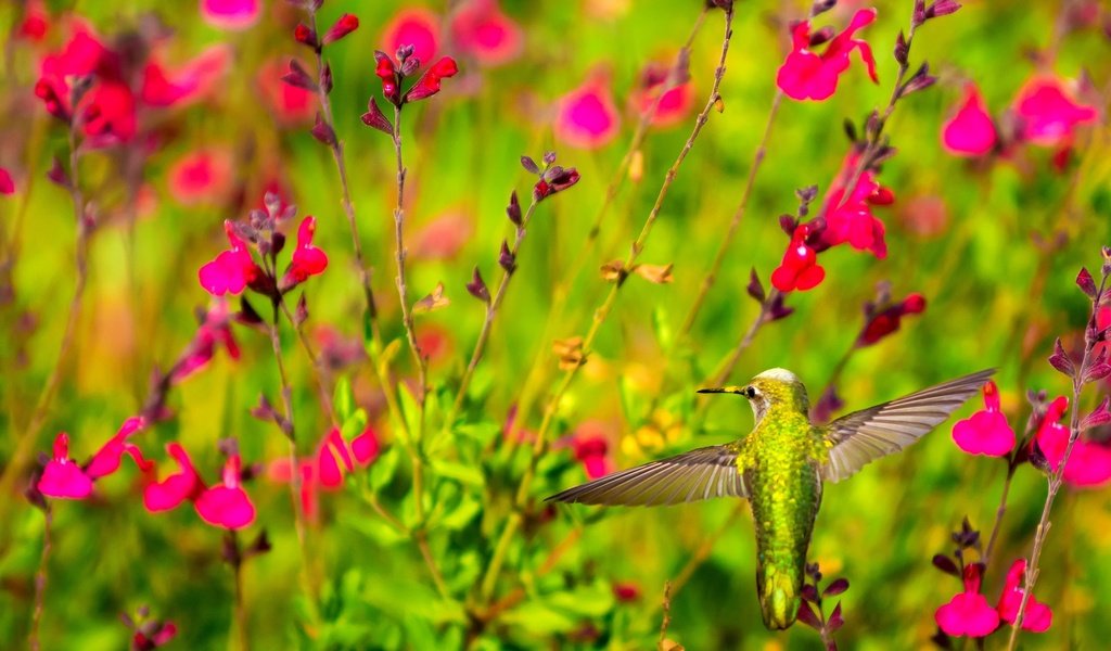 Обои цветы, крылья, птица, клюв, растение, колибри, flowers, wings, bird, beak, plant, hummingbird разрешение 2048x1365 Загрузить