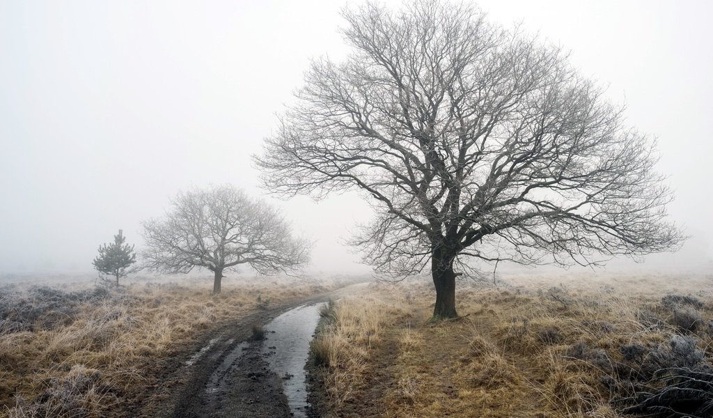 Обои дорога, деревья, зима, туман, robert-paul jansen, road, trees, winter, fog разрешение 2048x1365 Загрузить