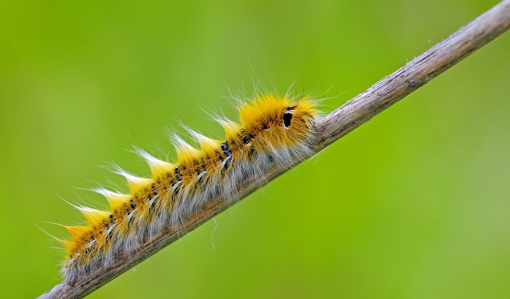 Обои макро, насекомое, растение, гусеница, сухой, стебелёк, ziva & amir, macro, insect, plant, caterpillar, dry, stem разрешение 3839x2539 Загрузить