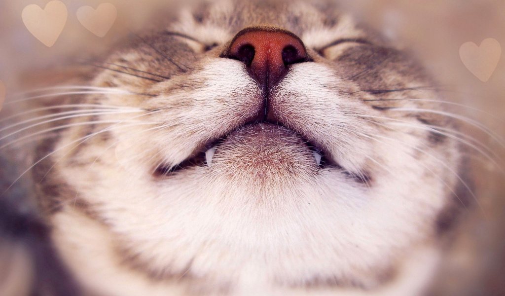 Обои морда, кот, усы, кошка, клыки, нос, face, cat, mustache, fangs, nose разрешение 2560x1600 Загрузить