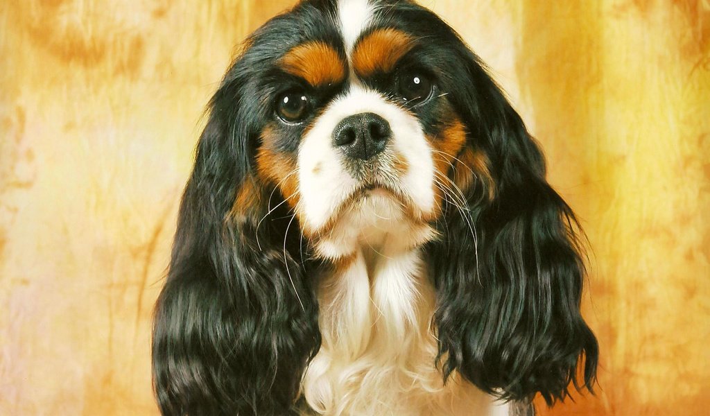 Обои собака, спаниель, кавалер кинг чарльз спаниель, dog, spaniel, the cavalier king charles spaniel разрешение 2334x1591 Загрузить