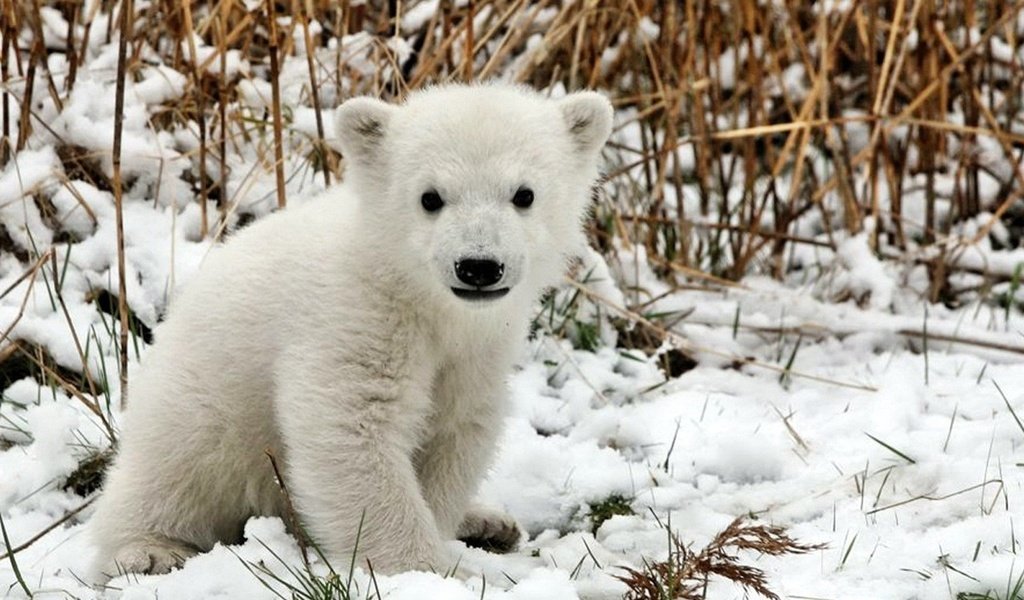 Обои трава, снег, медведь, белый, детеныш, медвежонок, полярный, grass, snow, bear, white, cub, polar разрешение 1920x1200 Загрузить