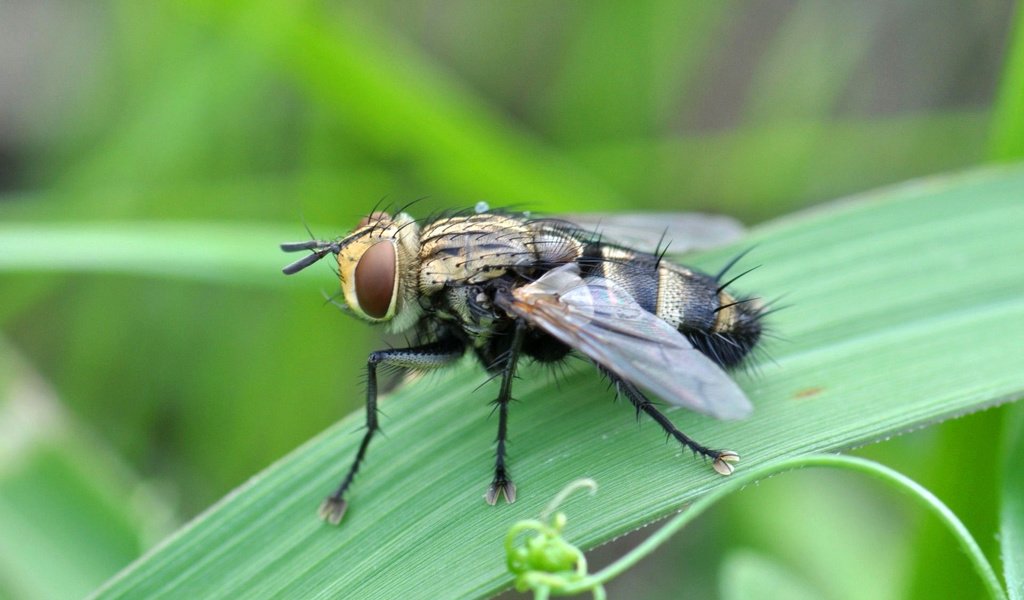 Обои глаза, трава, насекомое, крылья, муха, eyes, grass, insect, wings, fly разрешение 1920x1200 Загрузить