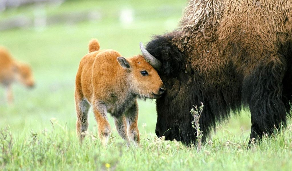 Обои природа, животные, бизоны, зубры, nature, animals, buffalo, bison разрешение 1920x1080 Загрузить