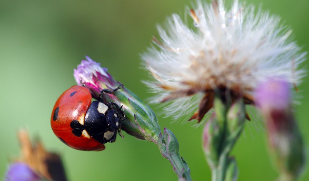 Обои жук, макро, насекомое, цветок, божья коровка, ziva & amir, beetle, macro, insect, flower, ladybug разрешение 3786x2397 Загрузить