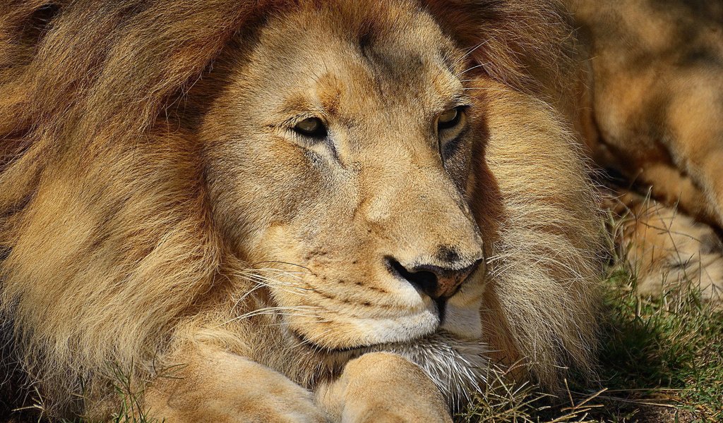 Обои африка, хищник, красивый, лев, грива, львёнок, africa, predator, beautiful, leo, mane, lion разрешение 1920x1200 Загрузить