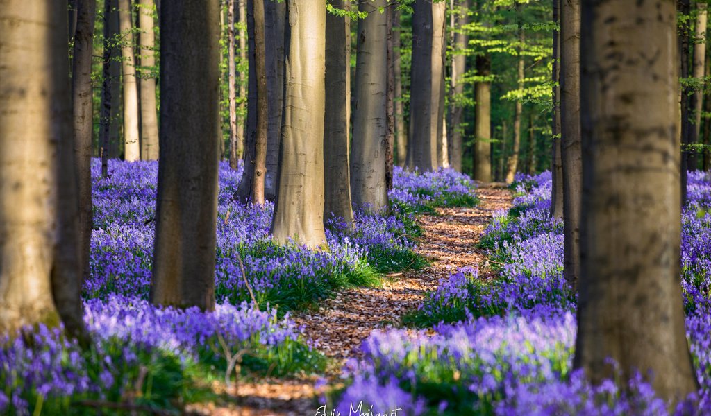 Обои цветы, деревья, лес, весна, бельгия, гиацинтоидес, flowers, trees, forest, spring, belgium, hyacinthoides разрешение 2048x1365 Загрузить