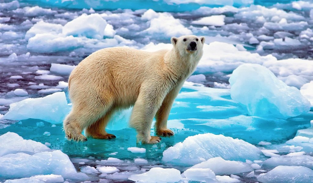 Обои медведь, лёд, белый, арктика, полярный, bear, ice, white, arctic, polar разрешение 1920x1200 Загрузить