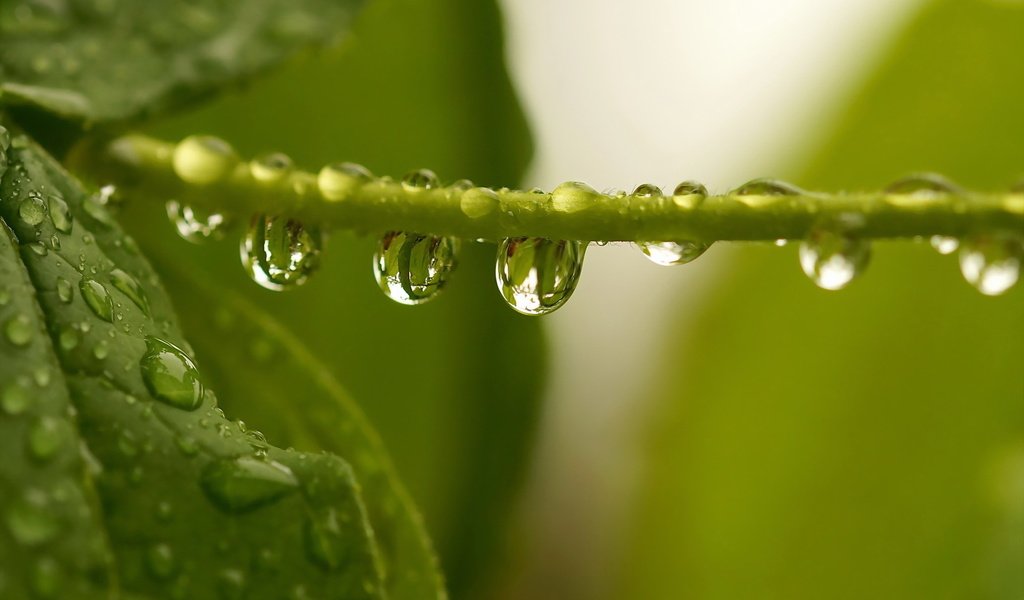 Обои вода, листья, капли, зеленые, растение, стебель, water, leaves, drops, green, plant, stem разрешение 1920x1200 Загрузить