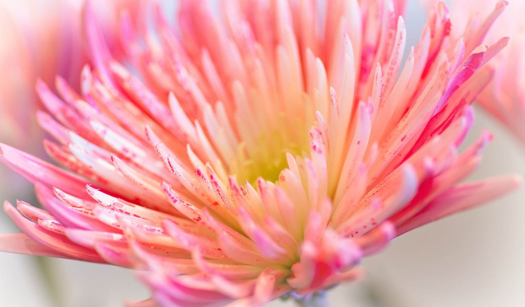 Обои макро, цветок, лепестки, розовый, хризантема, ~dgh~, wisps of pink, macro, flower, petals, pink, chrysanthemum разрешение 2048x1360 Загрузить