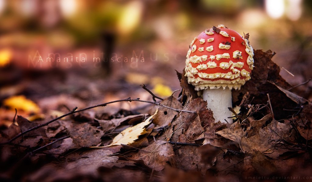 Обои природа, лес, листья, осень, гриб, мухомор, nature, forest, leaves, autumn, mushroom разрешение 1920x1080 Загрузить