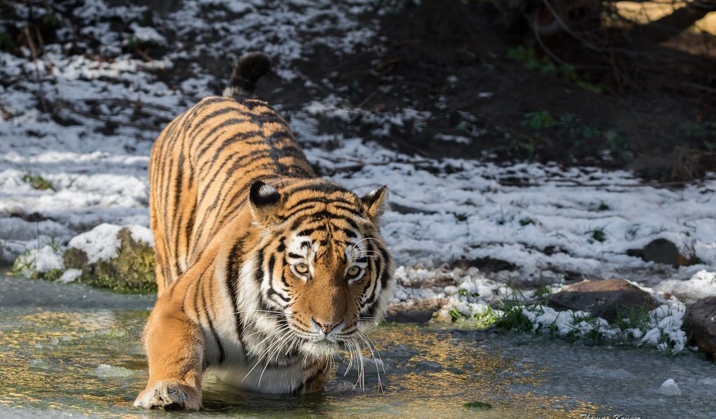 Обои тигр, холод, морда, лапа, вода, дикая кошка, амурский тигр, снег, зима, лёд, водоем, хищник, tiger, cold, face, paw, wild cat, water, the amur tiger, snow, winter, ice, pond, predator разрешение 2048x1365 Загрузить