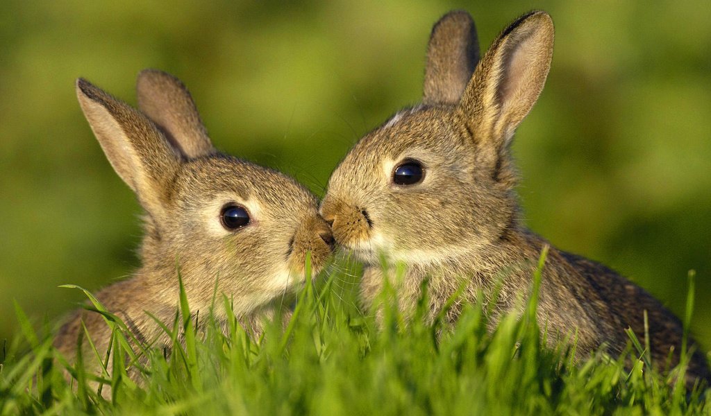 Обои трава, животные, лето, кролики, зайцы, grass, animals, summer, rabbits разрешение 1920x1200 Загрузить