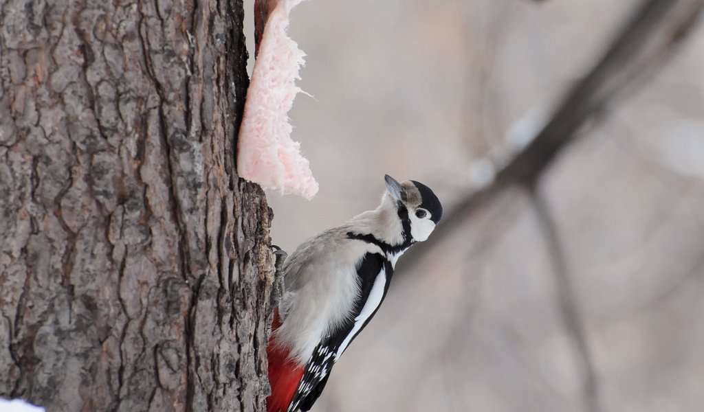 Обои дерево, птица, дятел, woodpeker, tree, bird, woodpecker разрешение 3628x2692 Загрузить