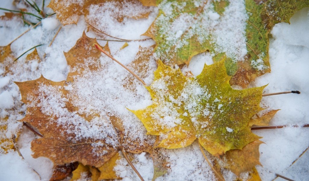 Обои снег, листья, макро, snow, leaves, macro разрешение 2048x1368 Загрузить