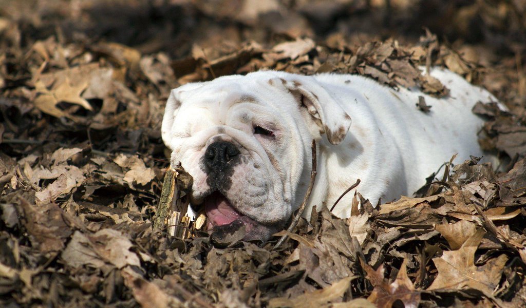 Обои листья, осень, собака, животное, бульдог, английский бульдог, leaves, autumn, dog, animal, bulldog, english bulldog разрешение 1920x1200 Загрузить